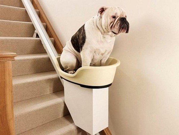 世界初、肥満犬のための階段昇降機（写真5枚）