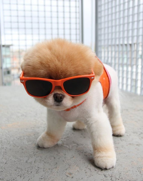 世界で最も可愛い犬「Boo」が可愛すぎると話題（写真）