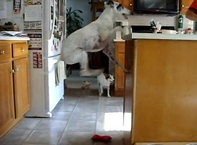 お腹が空いて、ジャンプしながら餌をおねだりする犬が可愛すぎる(動画)