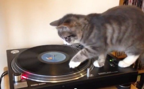 DJターンテーブルをノリノリで演奏するDJネコ（動画）