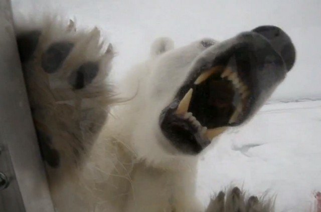 BBCの近すぎるホッキョクグマ観察が凄い（写真24枚＋動画）