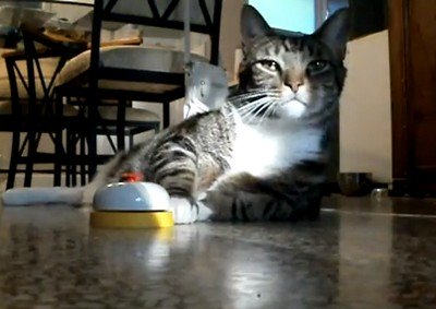 王様のような振る舞いで、呼び鈴を鳴らしてエサをおねだりするネコ(動画)