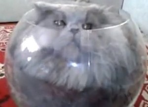 金魚鉢に入るのが好きなネコ（動画）