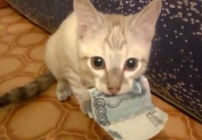ロシア子猫の大泥棒、盗んだお金は絶対に離さない（動画）