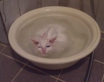 ネコはお風呂が大好き？（動画）