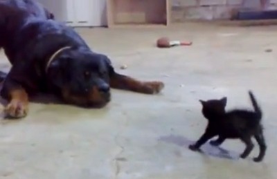 勇敢な子猫、大きな犬に立ち向かう（動画）