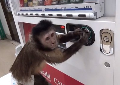 賢すぎるお猿、自販機のジュースを自分で買って飲む（動画）