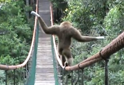 吊り橋の上を恐る恐る、綱渡りをするシロテテナガザル（動画）