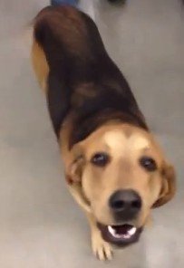 アメリカのスーパーマーケットでイヌによる窃盗事件が発生?(動画)
