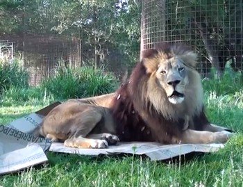ネコ科の大型動物がダンボールの箱が好きかを検証してみた（動画）