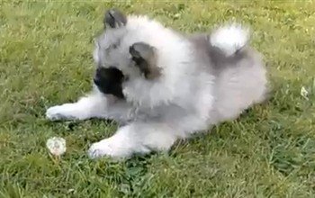 子犬と野原に咲くタンポポの対決（動画）