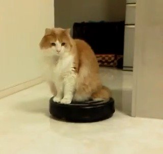ルンバを乗りこなすネコたちが増えている？（動画）