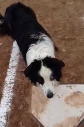アメリカのイヌは、野球のベースランニングができる？（動画）