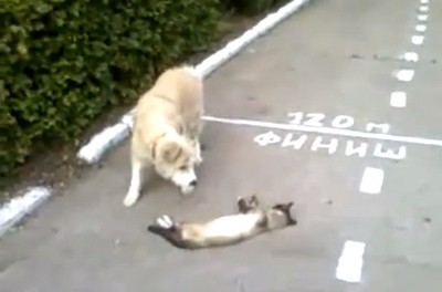 マジかよ！ネコが道端で死んでいる！？（動画）