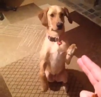 イヌが銃で撃たれたふりをする、名演技が凄い？（動画）