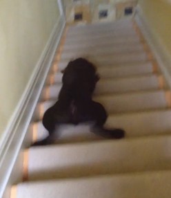 賢い子犬は、階段を滑って降りる？（動画）