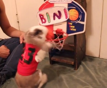 バスケットボールのダンクシュートを披露するウサギ（動画）