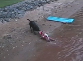 イヌのライフセーバー、水辺で遊んでいた少年を無理やり救出？（動画）