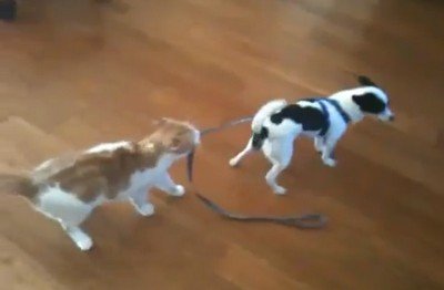 賢いネコは、イヌを飼い慣らす？（動画）