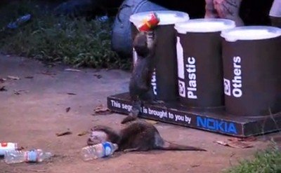 動物園のカワウソ君、ゴミの分別に苦戦？（動画）