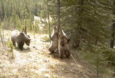 野生の熊は、人間が見ていない所で奇妙な行動をとる？（動画）