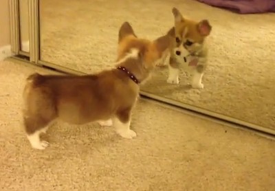 コーギー犬、初めての鏡に困惑？（動画）