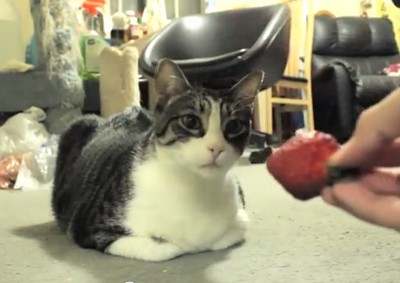 苺が嫌いなネコに苺をプレゼントしてみた（動画）