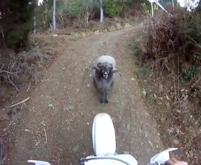 怒りの子羊、山道でライダーを執拗に攻撃（動画）