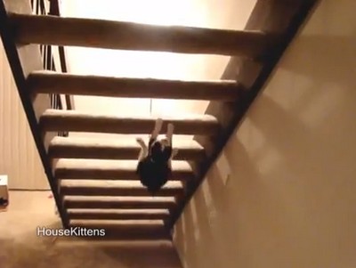 子猫は階段を裏側から登る？（動画）
