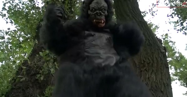 gorila03