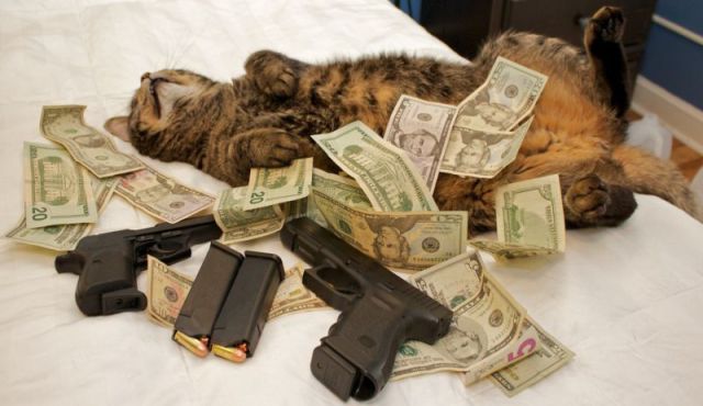 a_few_very_wealthy_cats_640_11