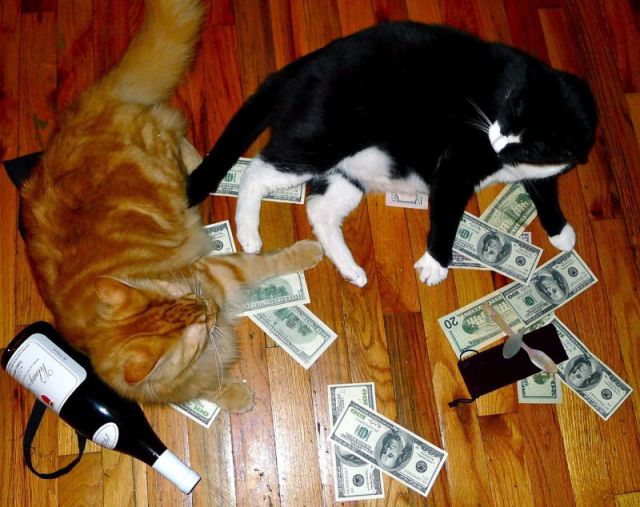 a_few_very_wealthy_cats_640_12