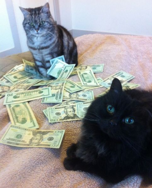 a_few_very_wealthy_cats_640_05