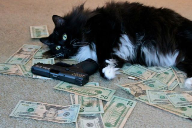a_few_very_wealthy_cats_640_18