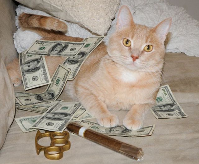 a_few_very_wealthy_cats_640_17