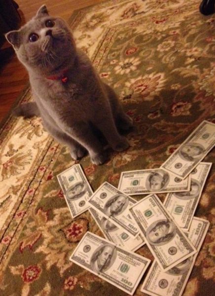 a_few_very_wealthy_cats_640_22