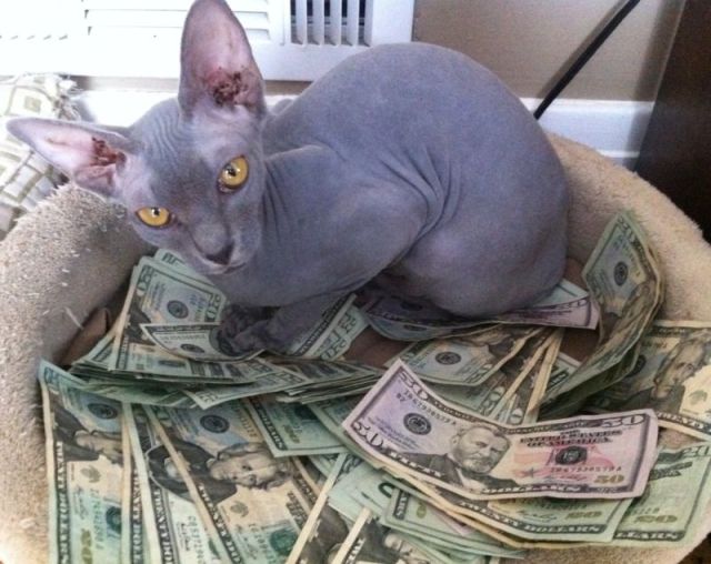a_few_very_wealthy_cats_640_02