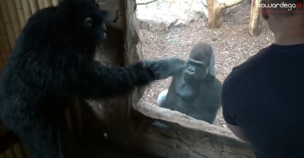 gorila01
