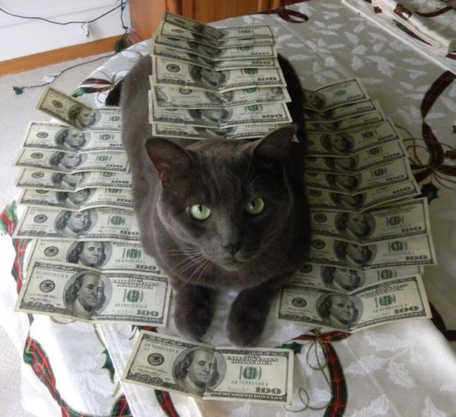 a_few_very_wealthy_cats_640_07