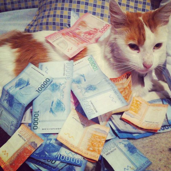 a_few_very_wealthy_cats_640_24