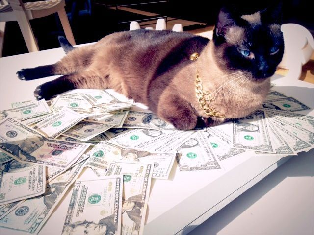 a_few_very_wealthy_cats_640_08