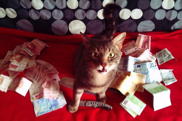 a_few_very_wealthy_cats_640_13