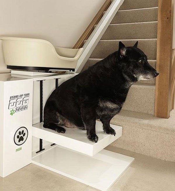 elevators-for-obese-dogs05